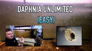 How I Raise Daphnia Water Fleas And You Can Too [upl. by Hartmann]