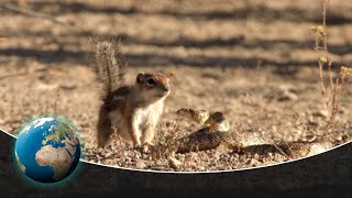 Unexpected Beauty and Unequal Duels in Saguaro National Park [upl. by Kuth490]