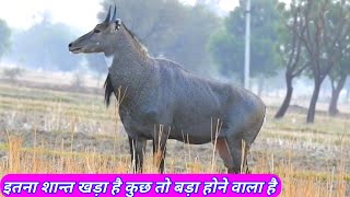 Why The Big Nilgai Silent [upl. by Placida]