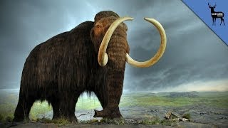 Wooly Mammoths Might Be Coming Back to Life [upl. by Noella512]