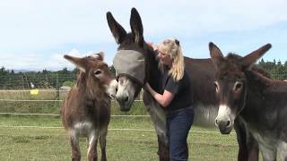 Bringing Your Donkey Home [upl. by Twila]