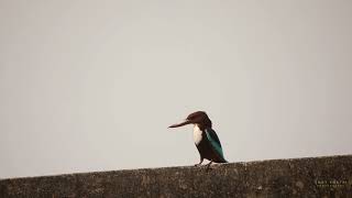 white throated kingfisher on rooftop [upl. by Eldnik367]