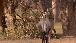 Breeding season of Blue bulls Nilgai antelope [upl. by Grube]