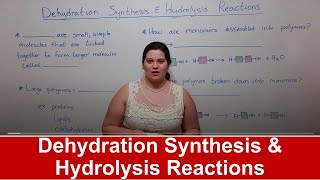 Dehydration Synthesis and Hydrolysis Reactions [upl. by Ranchod33]