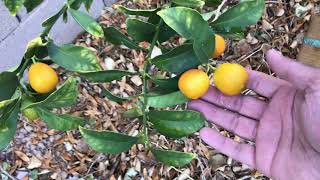 Growing Kumquats Meiwa Fukushu and Nagami in Arizona Desert [upl. by Assirual]