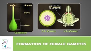 Formation of Female Gametes [upl. by Uriah]