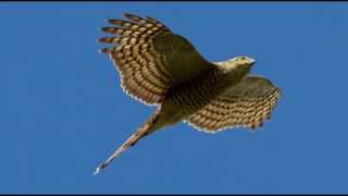 Sparrowhawk Bird Call Bird Song [upl. by Auka40]