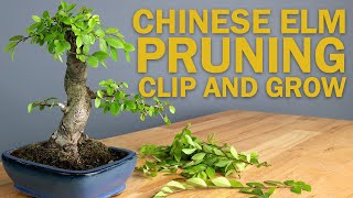 Chinese Elm Bonsai Tree Pruning  Basic Clip and Grow [upl. by Soilissav]