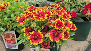 Gaillardia Arizona Sun amp Celebration Blanket FlowerBOLD 🌟Colorful NATIVE Perennial Varieties [upl. by Kathleen804]