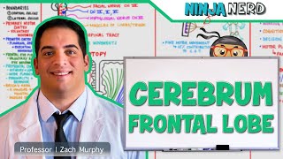 Neurology  Cerebrum Frontal Lobe Anatomy amp Function [upl. by Parent419]