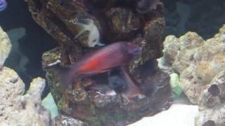 Tropheus Molino Firecracker cichlids fighting never seen before foitage [upl. by Oirromed]