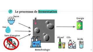 La fermentation 🍺 [upl. by Ebsen17]