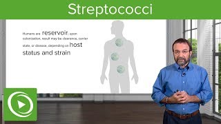 Streptococci – Microbiology  Lecturio [upl. by Gaulin]