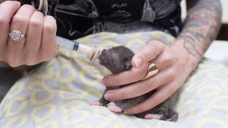 How to Syringe Feed a Newborn Kitten [upl. by Krystal]