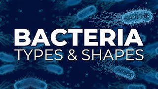 BACTERIA TYPES AND SHAPES [upl. by Faruq]