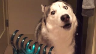 Husky Dog Funniest Moments [upl. by Vinaya]