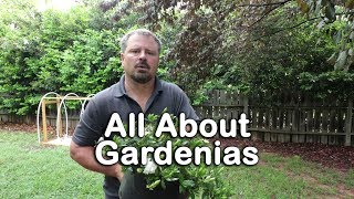 ALL ABOUT GARDENIAS  Details about different varieties and how to grow Gardenias [upl. by Medlin664]