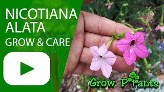 Nicotiana alata  grow amp care Jasmine tobacco [upl. by Ellehcsar]