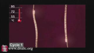 Polymerase Chain Reaction PCR [upl. by Nessi]