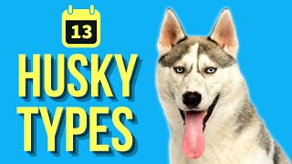 13 Types Of Huskies  Husky Evolution [upl. by Ellehcim]