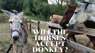 Horses meet Donkey for the FIRST TIME [upl. by Janeta263]