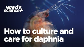 Caring and Culturing for Daphnia [upl. by Aeret]