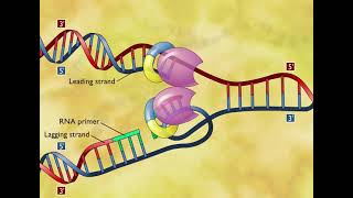 DNA Replication 3D Animation [upl. by Ecnarepmet]