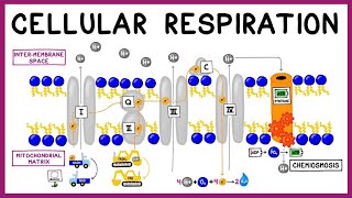 Cellular Respiration Glycolysis Krebs Cycle amp the Electron Transport Chain [upl. by Durwin297]