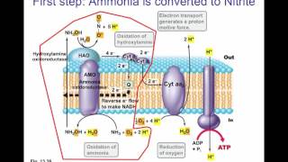 Nitrogen Assimilation N2 Nitrate Ammonia and Symbiosis [upl. by Olwena]