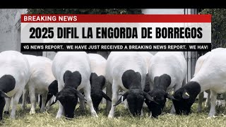 ENGORDA 2025 [upl. by Dru]