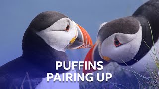 Puffins Pairing Up  Stormborn  BBC Scotland [upl. by Aicenra]