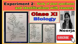 Study of plant specimens and identifications with reasonsExperiment 2class11biology by Neerja [upl. by Sivek]