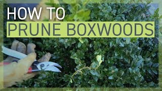 How to Prune Your Boxwoods [upl. by Ahsienek]