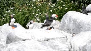 The Call of the Puffins [upl. by Kristin]