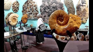 Mind Blowing Fossils at Tucsons Gem Mineral amp Fossil Show [upl. by Adyol256]