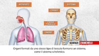 Lorganizzazione del corpo umano [upl. by Nunci]