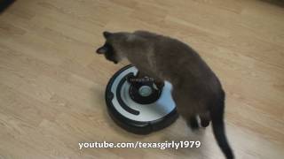 Cat shows HOW TO use iRobot Roomba Vacuum [upl. by Eenhpad]