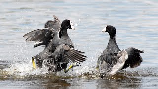 Coots fighting over territory and mates [upl. by Fabozzi]