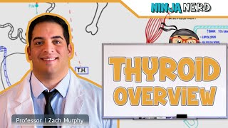 Endocrinology  Thyroid Overview [upl. by Beatty613]