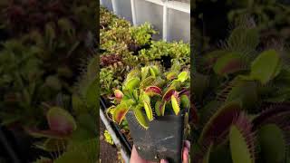 Dionaea muscipula B52 [upl. by Yelsel]