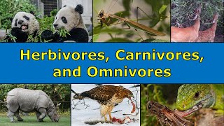 Herbivores Carnivores and Omnivores Overview [upl. by Hooker]