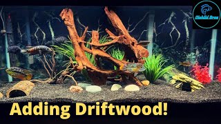 Adding Driftwood to Aquariums  New Aquascapes [upl. by Nhguavoj]