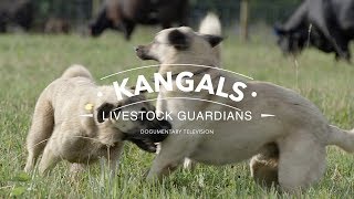 ALL ABOUT THE KANGAL DOG THE FINEST GUARDIAN DOG [upl. by Yeldahc]