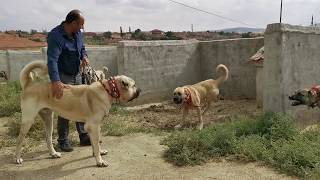 REAL GIANT TURKISH KANGAL DOGS  VERY AGRESSIVE [upl. by Joslyn]