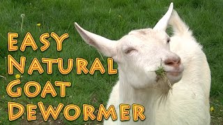 At Home Natural Goat DeWormer Goat Basics 101 [upl. by Llirrehs]