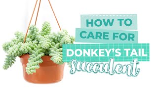 How to care for Sedum Donkeys Tail  Sedum Morganianum  Succulent Care Guide 101 [upl. by Noyart]