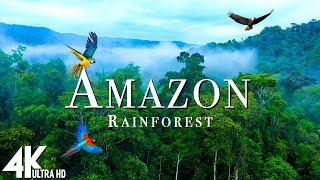 Amazon Wildlife 4K  Part 2  Animals That Call The Jungle Home  Amazon Rainforest Relaxation Film [upl. by Heather548]