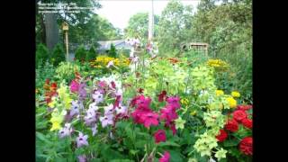 Nicotiana alata Flowering Tobacco [upl. by Enyamert]