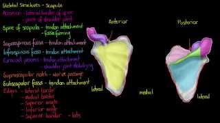 Skeletal Structures The Scapula [upl. by Alimak]