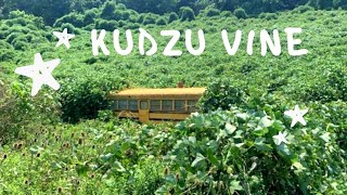 Kudzu Vines  History 1876 to 2021  Positives and Negatives [upl. by Bulley]